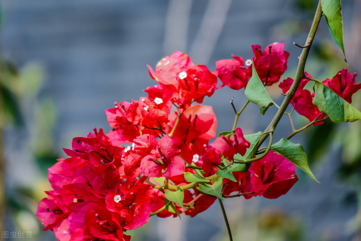 园林人需要知道的85个花卉知识,园林花卉的种类及图片