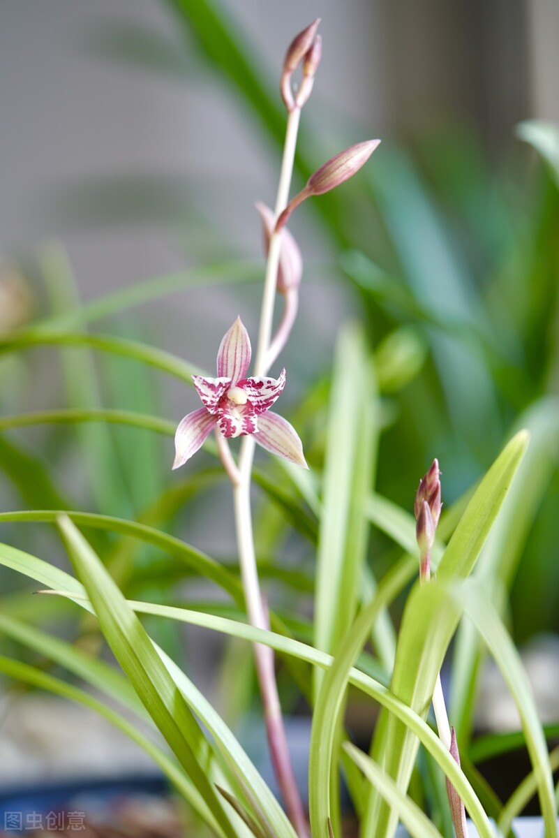 现在买的带花苞的建兰能开花吗,建兰刚开始长花苞怎样养护