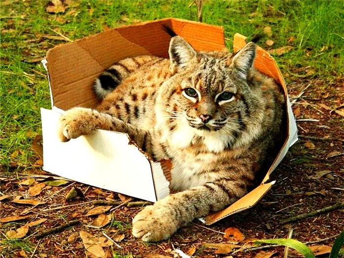 为什么猫咪不喜欢猫窝只喜欢纸箱,猫咪为什么不喜欢猫窝喜欢纸箱