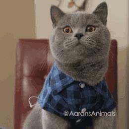 终于找到替代品文案,卡布里乔莎意大利料理