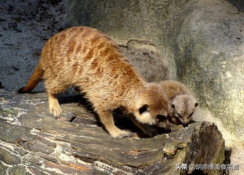 除了蝙蝠外的十二种野生动物,除了蝙蝠还有哪些野生动物不能吃