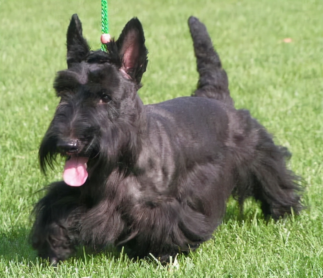 狗狗品种大全及介绍了解一下,狗狗品种怎么挑选最好看