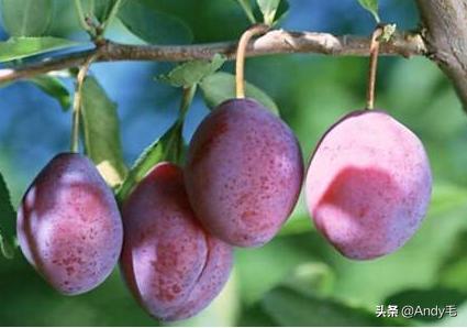 原产自美国，2年就能结果，长得酷似李子，国内种植却卖不上价