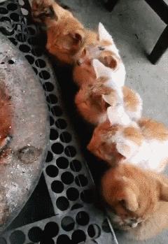 搞笑动图gif微信可爱表情包,搞笑动图gif微信表情包2019