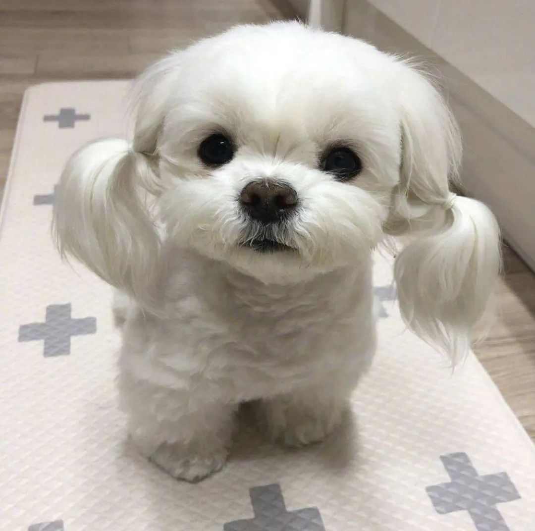 盘点那些老人养的巨型狗,8-10年寿命的狗狗