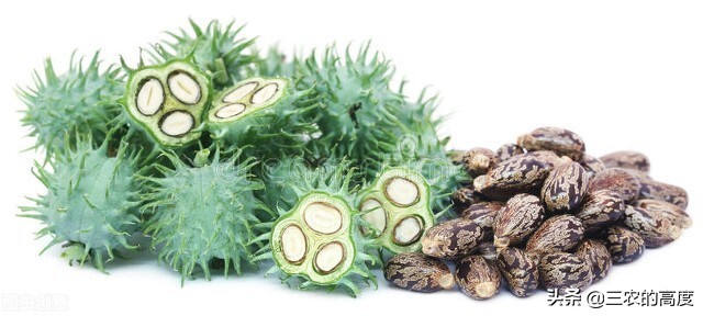 美丽有毒的植物认识11种毒花毒果,五大常见有毒植物你家里有吗