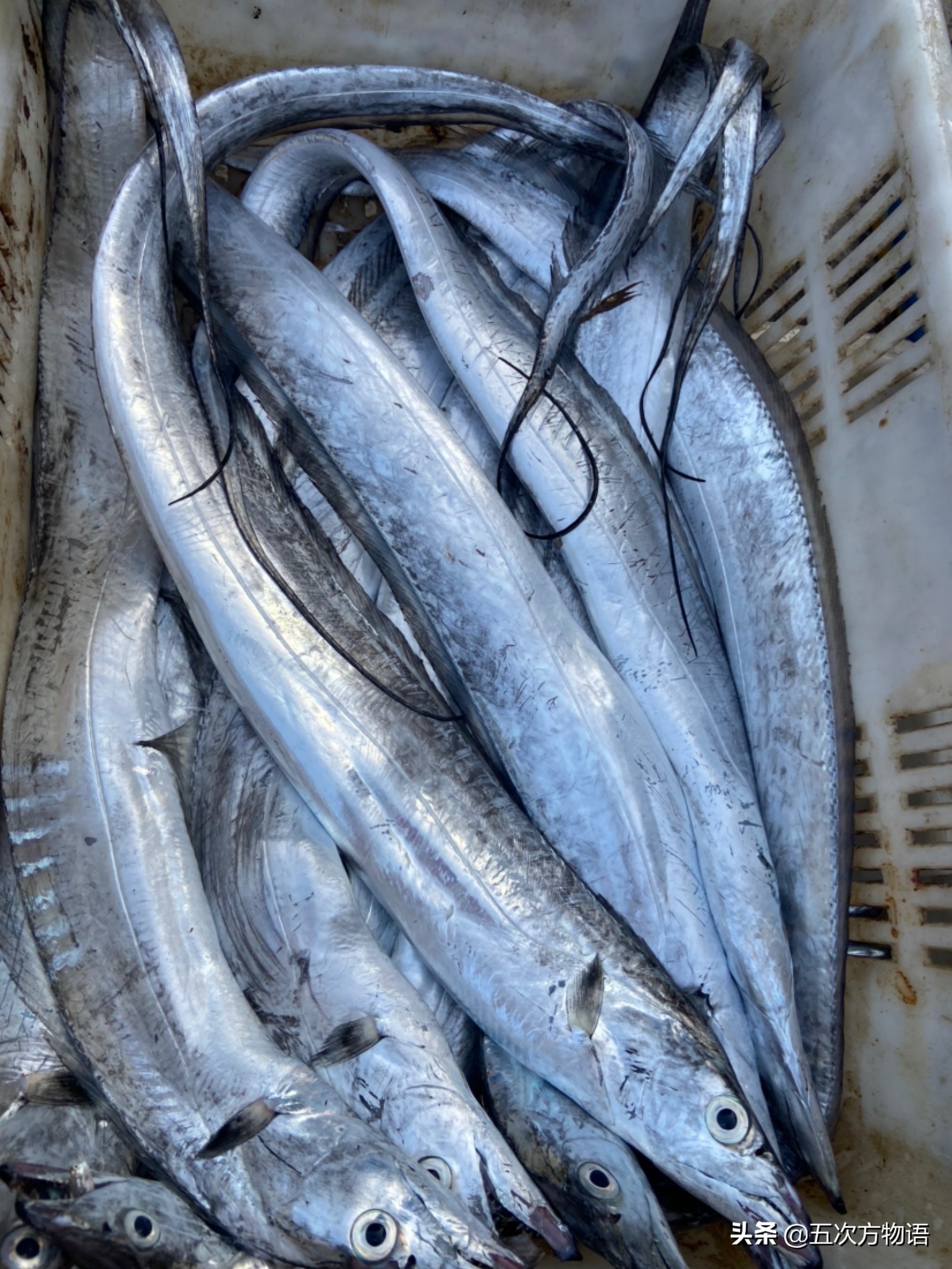 青岛开海了吃点什么海鱼好呢,去青岛吃哪些海鱼推荐