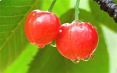 身上长细细的小红疙瘩是为什么,身上长七八个小红疙瘩是怎么回事