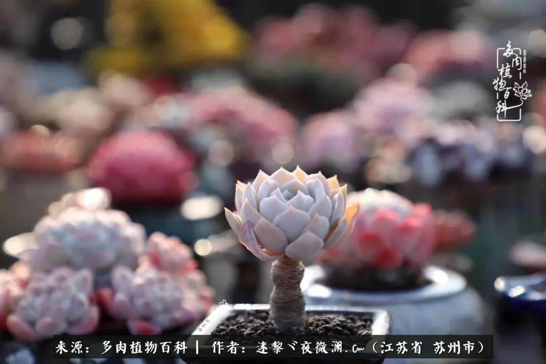 围观多肉版武林大会，一起穿越吧,下