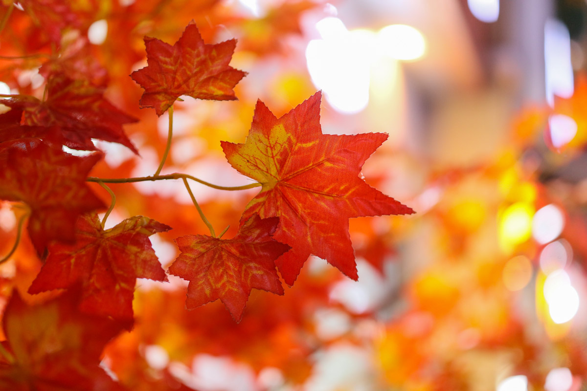 eosm6markii璇勬祴,寰崟鐩告満eosm6ii