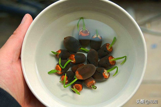 说好的碗莲呢？养了3年，连一朵花都没见，最后只收获一堆菜藕