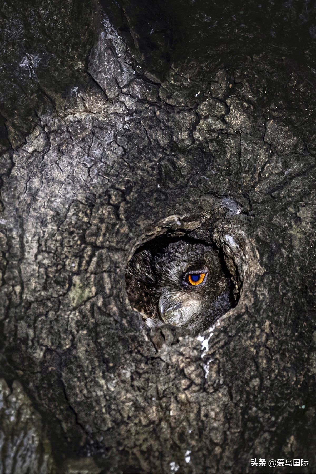 鸟类欣赏,鸟类观鸟图片