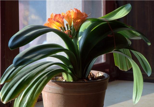 新手养君子兰烂根怎么办,君子兰烂根后怎么养才能长白根