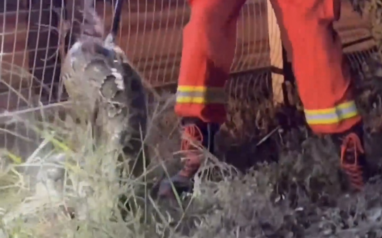 可怕40斤巨蟒藏天花板,吓人巨蟒