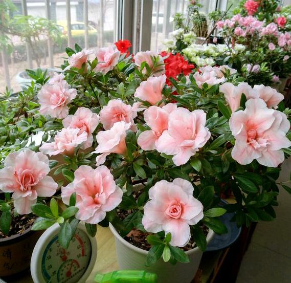 橘子皮可以作为种花肥料吗,橘子皮泡水可以当肥料养花