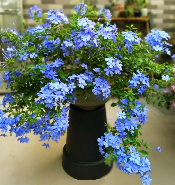 五月份被公认阳台最好养的10种花,喜阴耐旱适合室内养的50种花