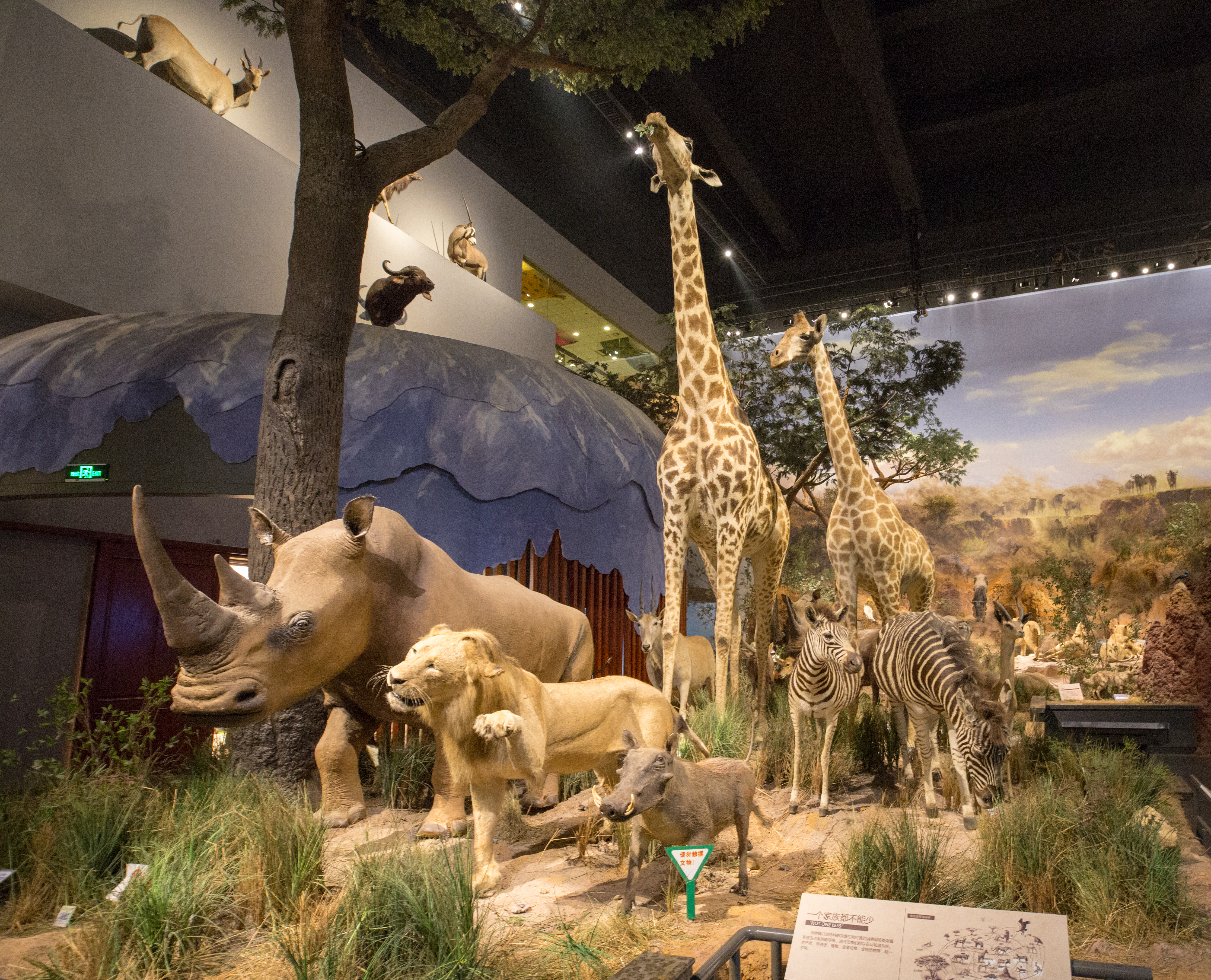 有些幸福的大象“躺平”了，而有些大象一直“在路上”！