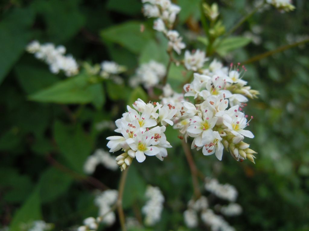 金荞麦四川怎么叫,金荞麦别名是不是土茯苓