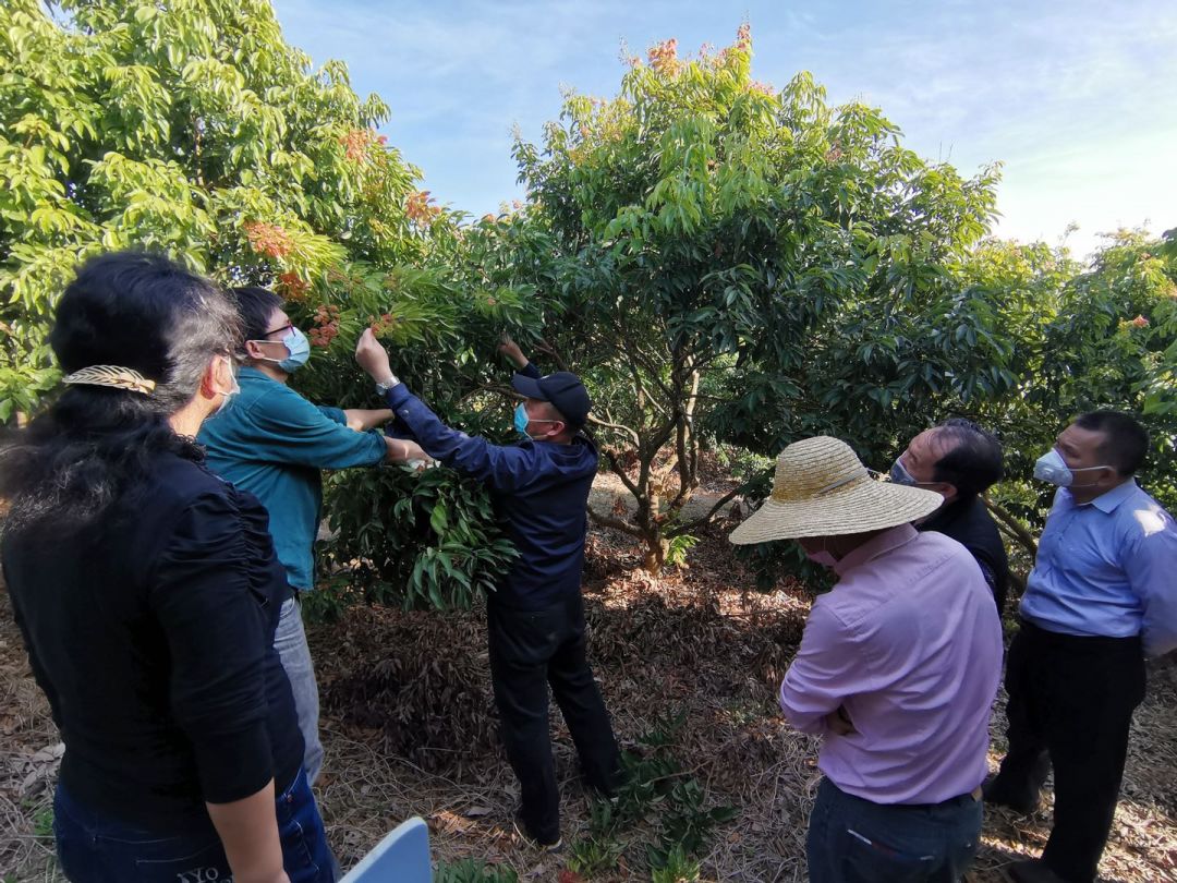 报考华南农业大学,华农报录比