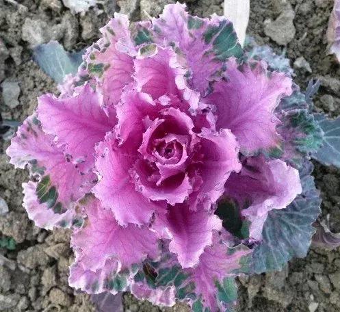 叶牡丹羽衣甘蓝,多头叶牡丹羽衣甘蓝