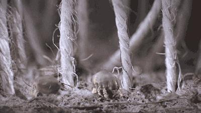 秋天螨虫怎么消灭才能彻底除根,头上有螨虫应该怎样正确除螨呢