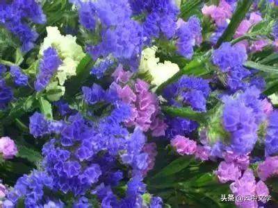 花语大全100种花图片,100种花的花语太全了