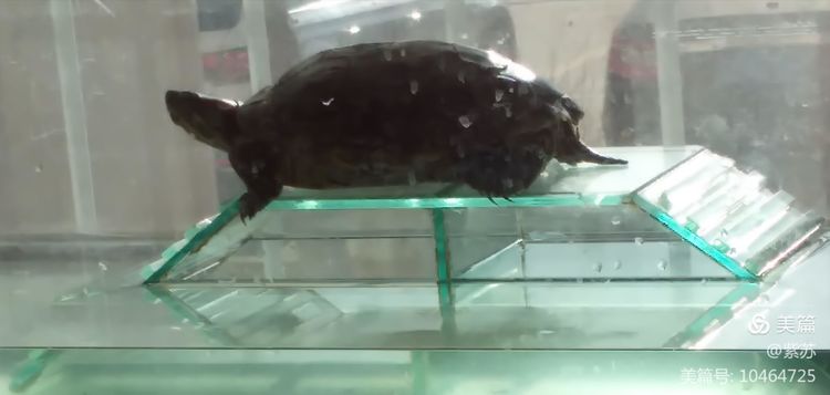 什么乌龟蜕壳,乌龟的退壳