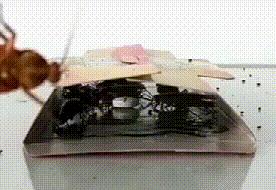 灭蟑螂的方法可以消灭蚂蚁吗,灭蟑螂神器能否彻底消灭