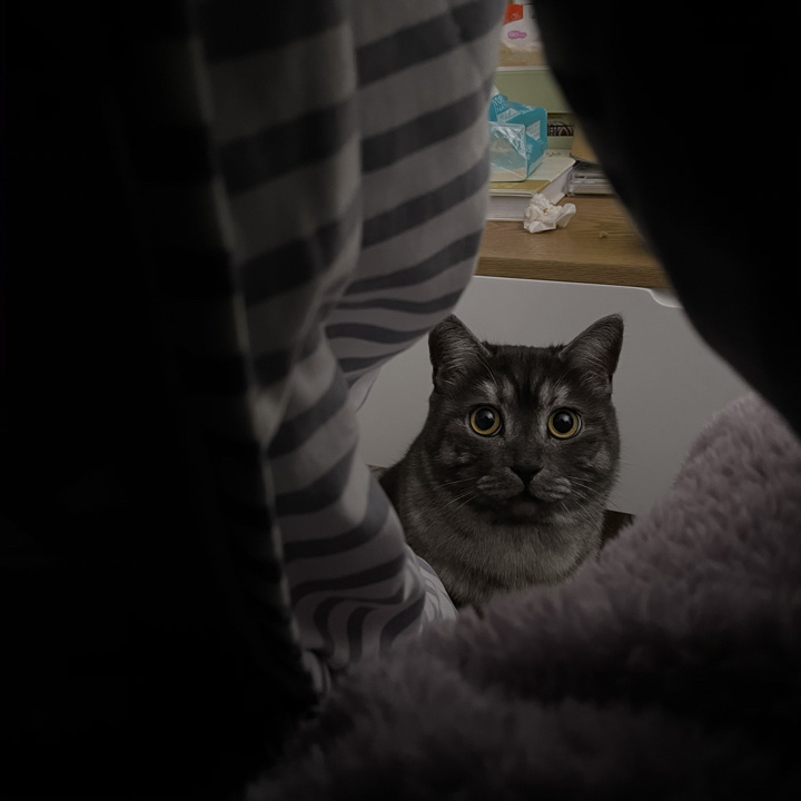 在米拍聚众吸猫吸狗是一种怎样的体验？