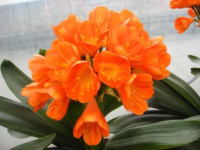 君子兰养护步骤与方法,君子兰喝了3种水疯长不停