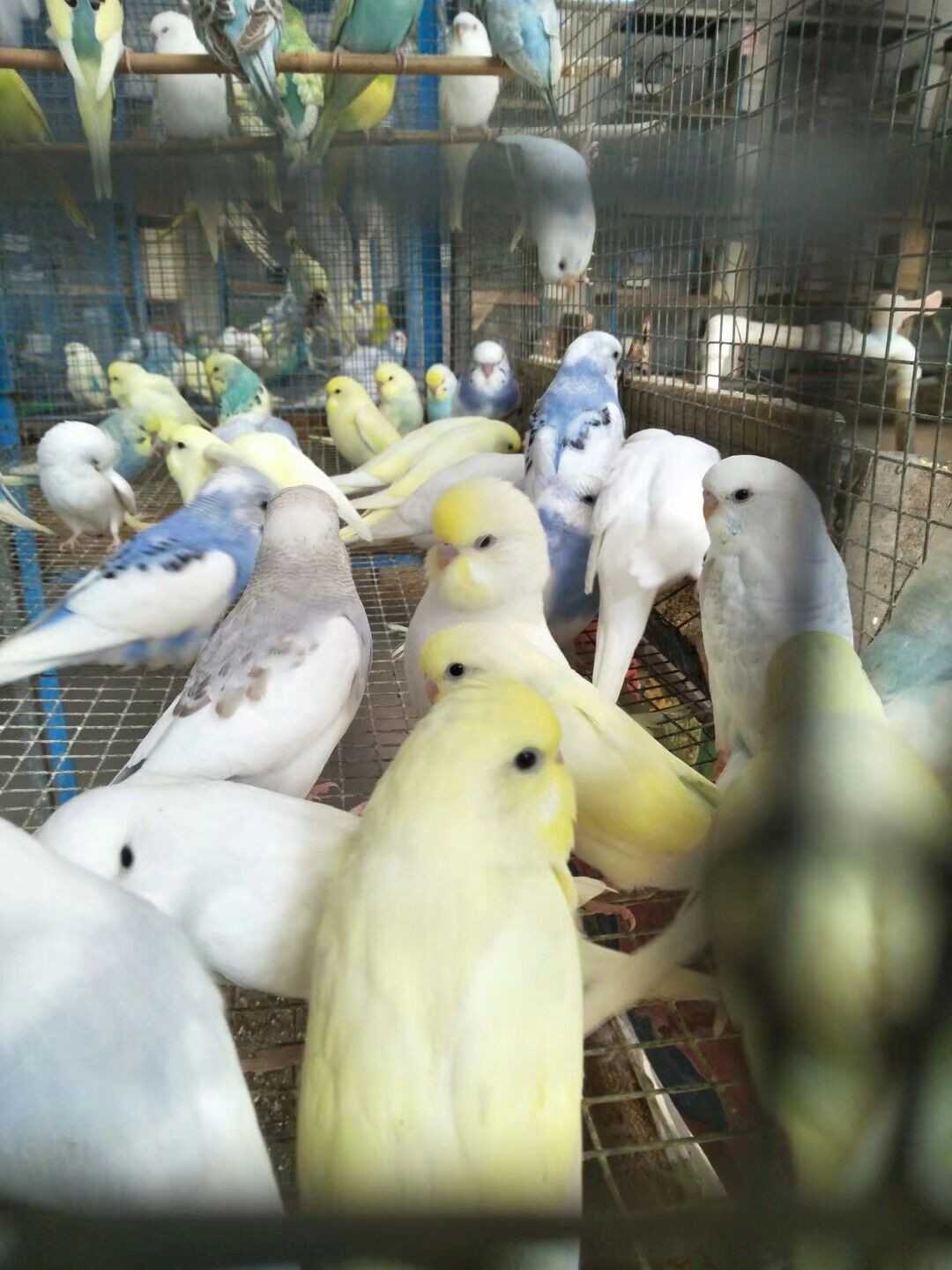 新手入门养鹦鹉最好养哪种,新手养鹦鹉会死吗