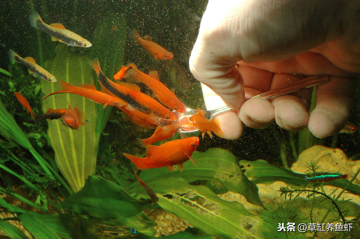 养鱼新手入门养什么鱼好,养鱼新手入门养什么鱼呢