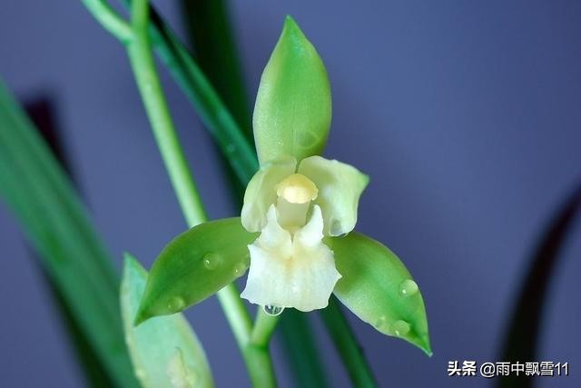 兰花上盆的正确方法图解,兰花上盆的十个小知识