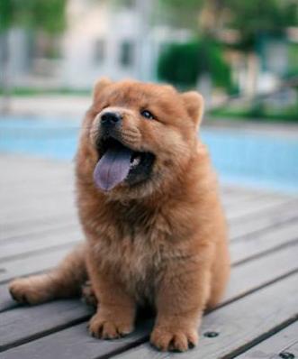 养松狮犬的十大好处,松狮犬为什么很少