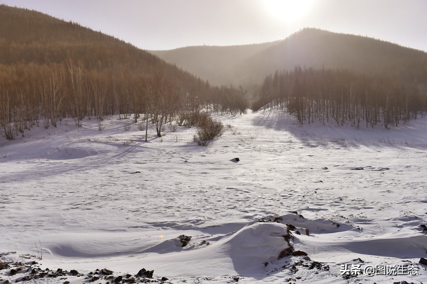 一口气看完塞罕坝全篇,参观塞罕坝有感1000字