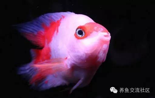 招财热带鱼观赏鱼大全,财神鹦鹉鱼热带观赏鱼