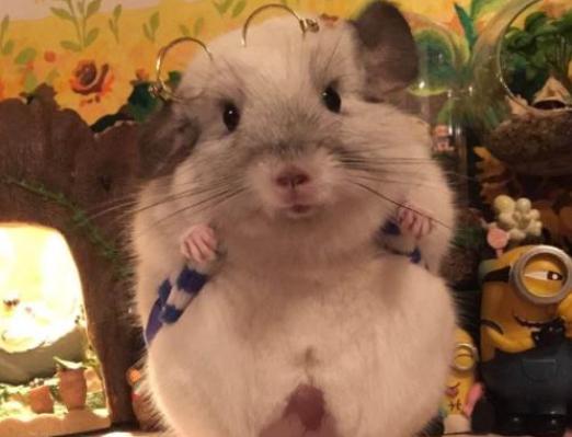 宠物龙猫饲养介绍大全,好奇心强的宠物龙猫的养护手册