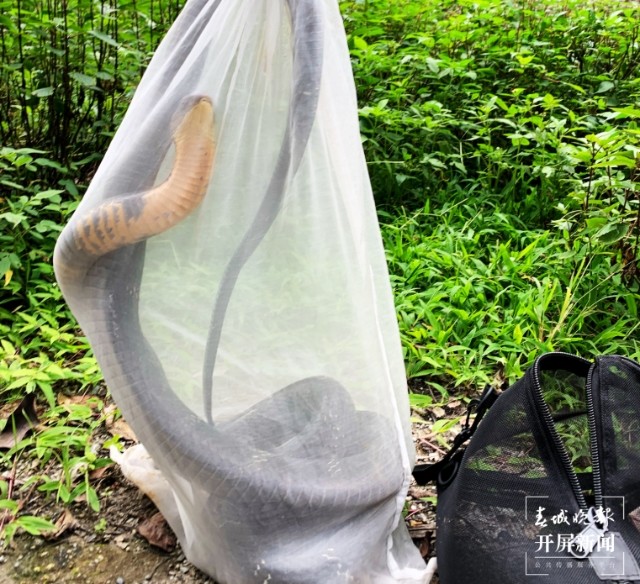 家里看见黑色眼镜王蛇的真正预兆,2米长的眼镜王蛇闯进家里