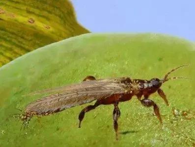 蔬菜害虫种类大全,蔬菜害虫分类及图片大全