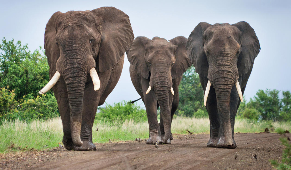 非洲野生动物中的五霸，实力应该如何排序？