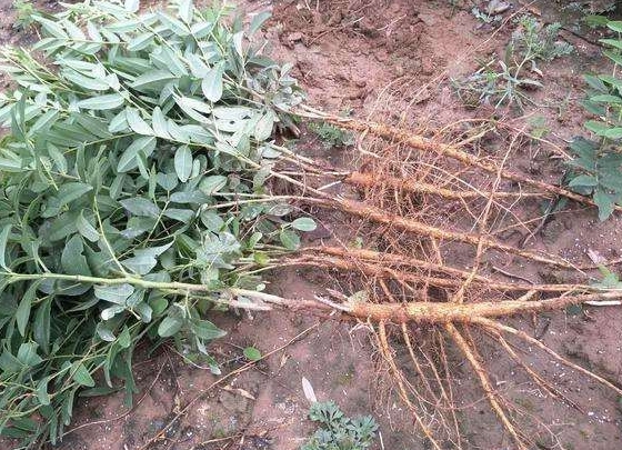 苦参性味归经功效及作用,苦参归经与功效