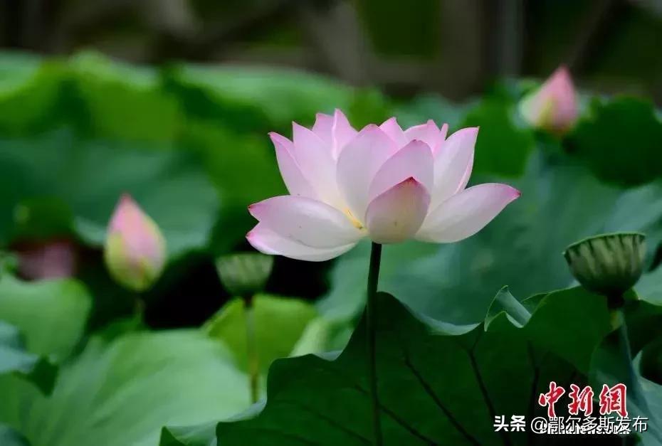 为什么选牡丹为国花,牡丹被定义为国花