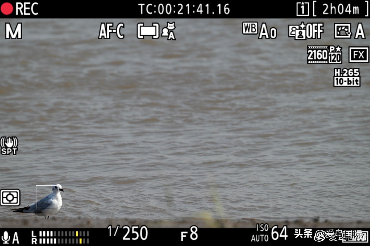 尼康z9有希望更新人像模式吗,尼康z9为什么适合打鸟