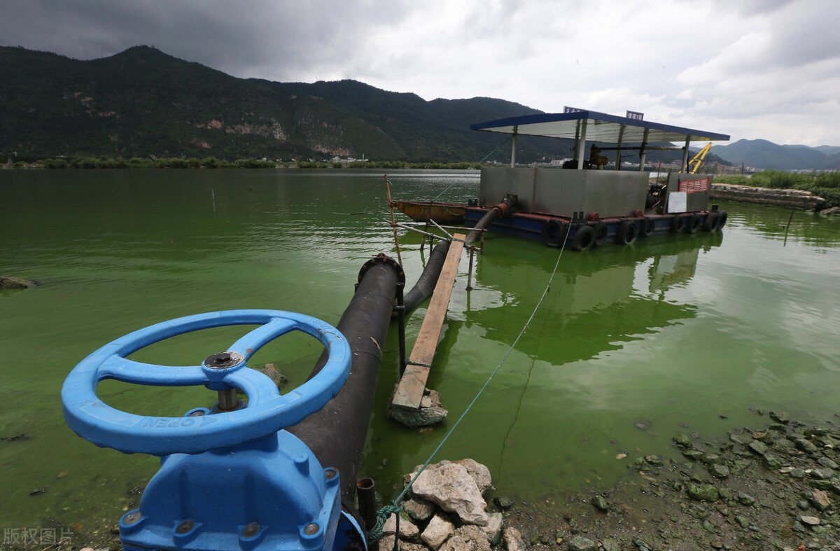 蓝藻爆发的正确处理方法,蓝藻爆发的最佳治理方法