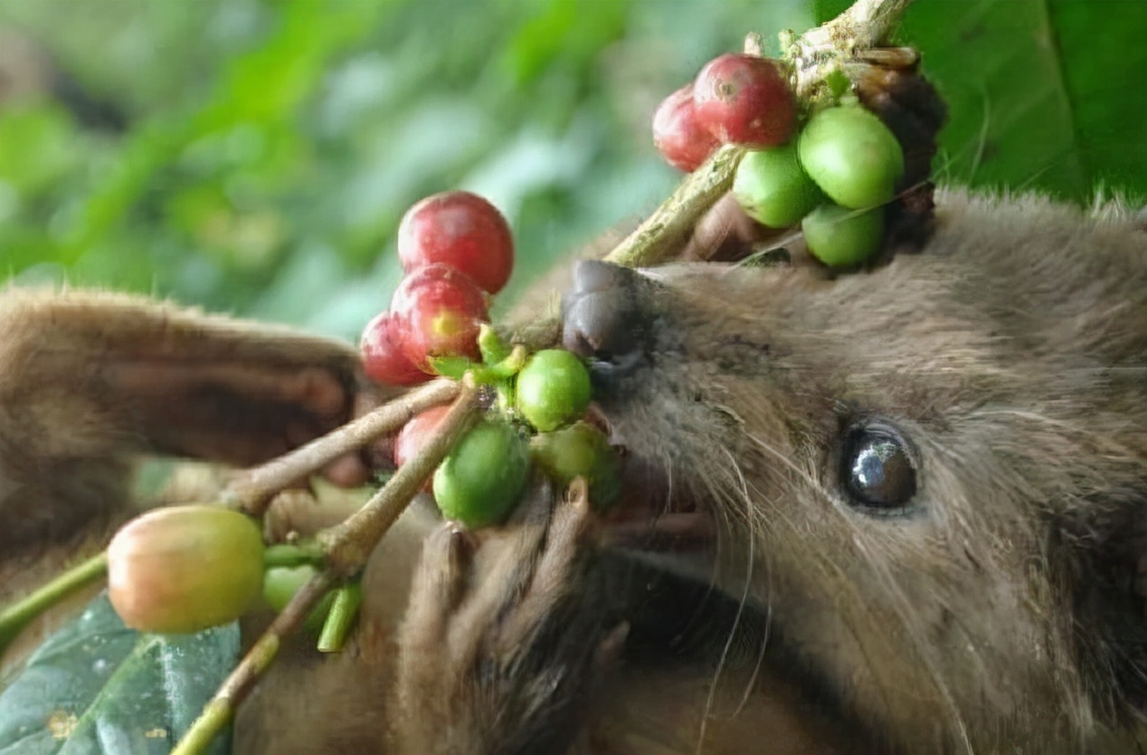 孟非：猫的屎放在咖啡里还能喝。“猫屎咖啡”真是猫咪拉的臭臭？