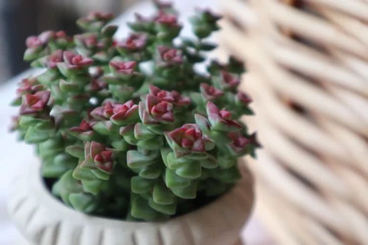 多肉名字怎么记,养多肉人的名字