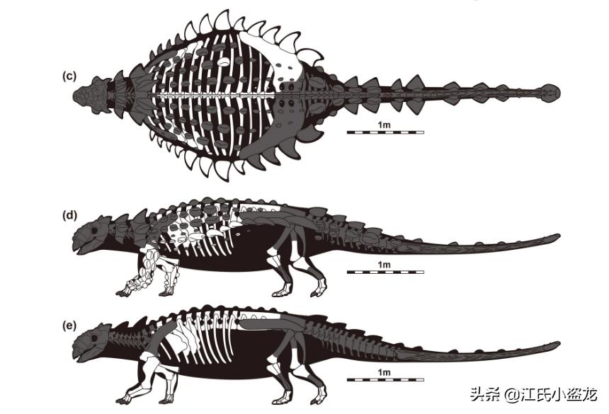 甲龙特殊形态,甲龙成年形态