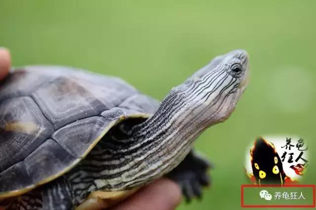 南石龟草龟花龟哪个体型大,草龟花龟珍珠龟哪个更好养