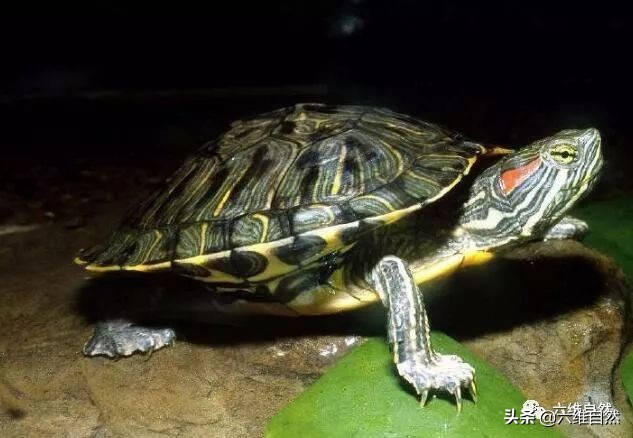 巴西龟和土龟混战,巴西龟成体欺负小乌龟吗