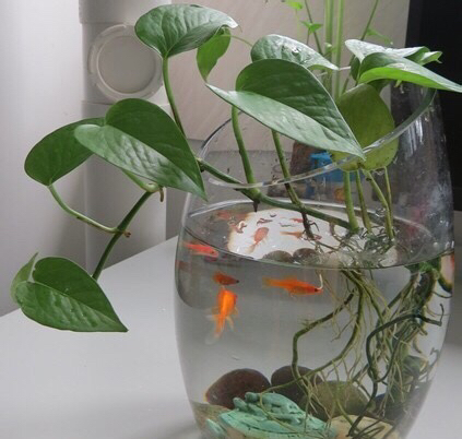 绿萝怎么养才能更旺盛叶小不绿,绿萝怎么养才能让它长得更茂盛